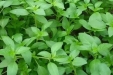 茎如荆，味似芥