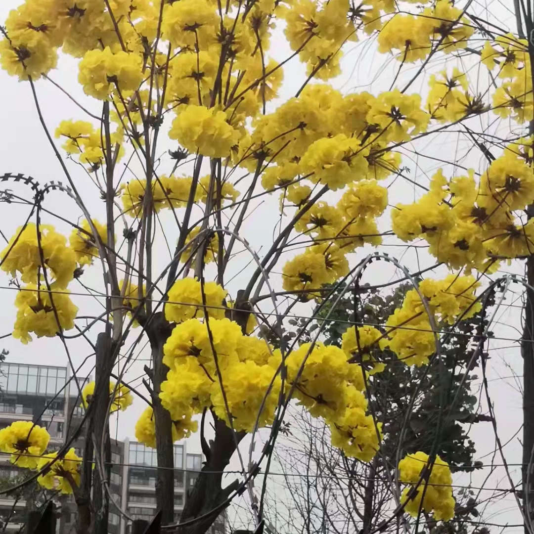图片 1