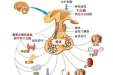 乳腺和甲状腺多发“姐妹病”，乳甲不分家早诊断早治疗