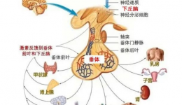 乳腺和甲状腺多发“姐妹病”，乳甲不分家早诊断早治疗